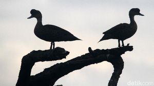 Si Benjut Penghuni Pesisir Jakarta