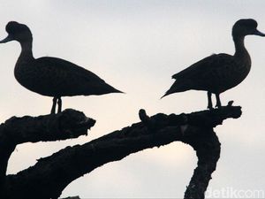 Si Benjut Penghuni Pesisir Jakarta