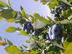 Seperti Perbudakan Modern: Pemetik Buah Asing di Australia Dibayar Rendah