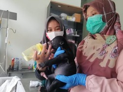 BKSDA Selamatkan Bayi Beruang Madu yang Ditemukan Warga di Kuansing Riau