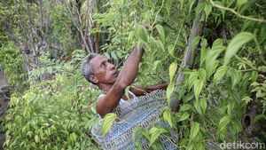 Berkebun Sirih untuk Melestarikan Tradisi
