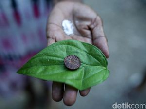 Pinang, Sirih, dan Tenun Tanda Selamat Datang di Malaka Perbatasan RI dan Timor Leste Pinang, Sirih, dan Tenun Tanda Selamat Datang di Malaka Perbatasan RI dan Timor Leste