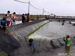 Dampak Perubahan iklim, Udang Tambak di Brebes Gagal Dipanen