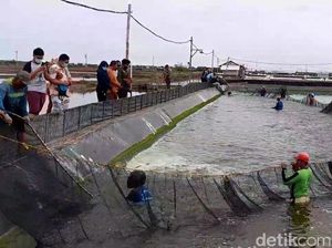 Dampak Perubahan iklim, Udang Tambak di Brebes Gagal Dipanen Dampak Perubahan iklim, Udang Tambak di Brebes Gagal Dipanen