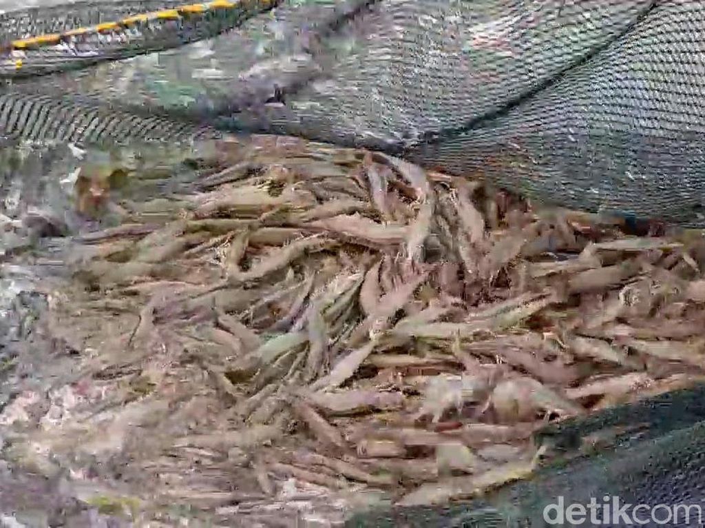 Eks Karyawan Kantoran Jadi Peternak Udang, Sekali Panen Rp 1 Miliar Eks Karyawan Kantoran Jadi Peternak Udang, Sekali Panen Rp 1 Miliar