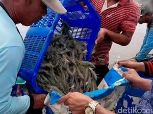 Mengintip Budi Daya Udang Vaname Ramah Lingkungan, Bagaimana Caranya?