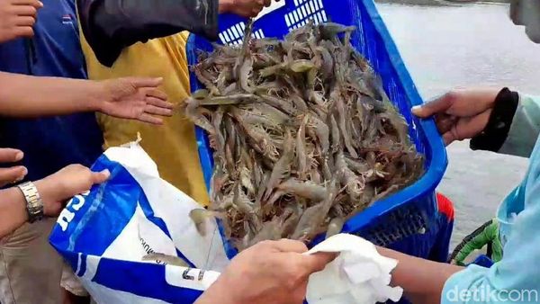 Bisnis Udang Vaname, Risiko Tinggi tapi Kantong Tebal