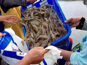 Bisnis Udang Vaname, Risiko Tinggi tapi Kantong Tebal