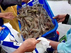 Kejar Produksi Udang 2 Juta Ton, Begini Jurus Pemerintah