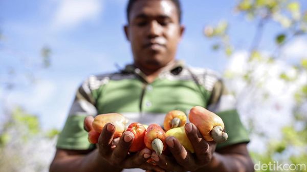 Foto: BRI Membantu Arnoldus Mengembangkan Bisnis Mete