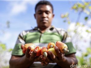 Foto: BRI Membantu Arnoldus Mengembangkan Bisnis Mete