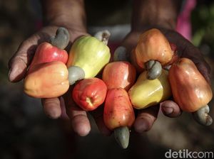 Potensi Oleh-oleh dari Malaka: Madu Hutan, Mete, Pisang, sampai Tuak Khas Potensi Oleh-oleh dari Malaka: Madu Hutan, Mete, Pisang, sampai Tuak Khas