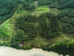 Hanya Sedikit Investasi Stimulus COVID-19 Ditujukan ke Proyek Ramah Lingkungan