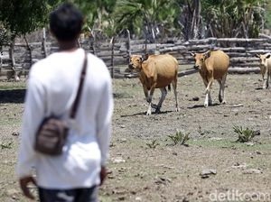 Pasokan Air Kurang, Ekspor Sapi NTT ke Hong Kong Terhenti