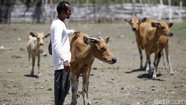 Foto: Melihat Peternakan Sapi Malaka
