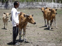 Teriak Moo Sapi Berdatangan, Ini Uniknya Cara Beternak di Malaka