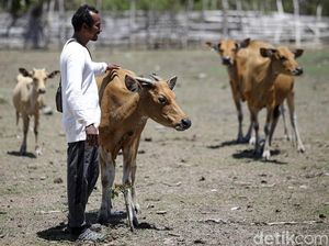 Teriak Moo Sapi Berdatangan, Ini Uniknya Cara Beternak di Malaka Teriak Moo Sapi Berdatangan, Ini Uniknya Cara Beternak di Malaka