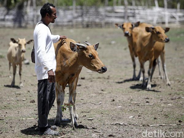 Foto: Melihat Peternakan Sapi Malaka