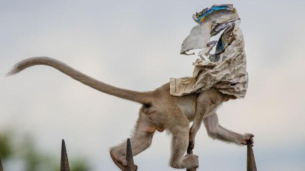 Karya Menawan Jawara Kontes Foto Alam