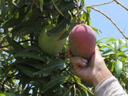 Pemilik Kebun di Australia Tolak Permintaan Kenaikan Gaji Minimum Pemetik Buah