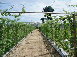 Ini Frontera Garden, Pertanian Hortikultura yang Viral di Malaka