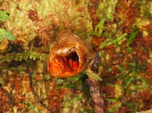 Anggrek Terjelek di Dunia Jadi Maskot 2020