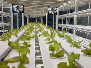 Dapat Kucuran Dana, Startup Tunas Farm Mau Bikin Hidroponik IoT