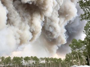 Ilmuwan Yakini Asap Kebakaran Hutan Bisa Sebarkan Penyakit Menular