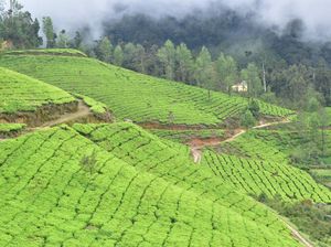 Tinjau Lahan Food Estate, Gubernur Kalteng Harap Ekspor Nasional Naik Tinjau Lahan Food Estate, Gubernur Kalteng Harap Ekspor Nasional Naik