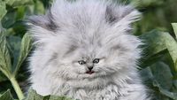 Beginilah Jika Wajah Kucing Berukuran Mungil, Seram atau Lucu?