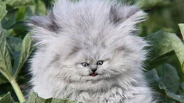 Beginilah Jika Wajah Kucing Berukuran Mungil, Seram atau Lucu?