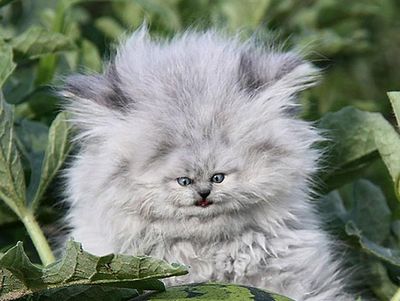 Beginilah Jika Wajah Kucing Berukuran Mungil, Seram atau Lucu?