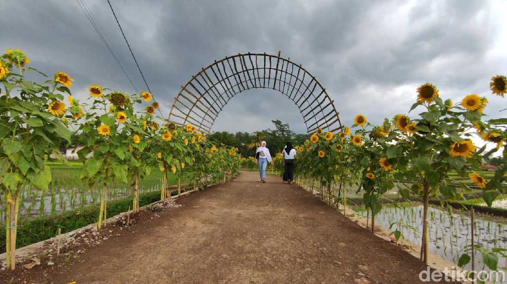 Foto: Spot Instagramable baru di Cianjur, Kampung Bunga Matahari Foto: Spot Instagramable baru di Cianjur, Kampung Bunga Matahari