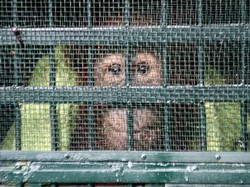 11 Orangutan Sumatera Selundupan Dipulangkan ke Indonesia