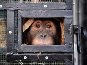 3 Tahun di Perantauan, Orangutan Sumatera Dipulangkan 3 Tahun di Perantauan, Orangutan Sumatera Dipulangkan