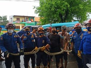 Damkar Makassar Tangkap Ular Piton 4 Meter yang Melilit di Pohon