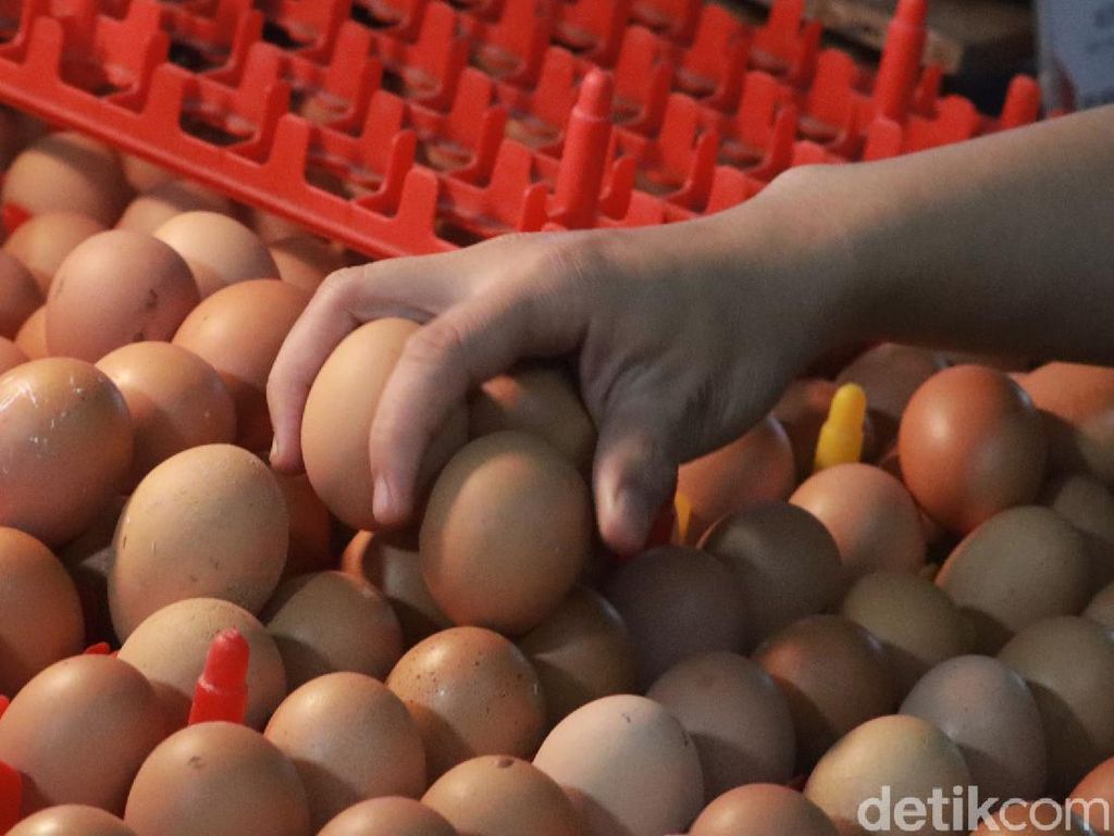Titik Terang Balada Harga Telur yang Bikin Peternak Babak Belur Titik Terang Balada Harga Telur yang Bikin Peternak Babak Belur