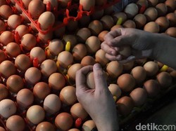 Peternak Blitar Minta Telur Diserap sebagai BPNT, Ini Respons Kemensos