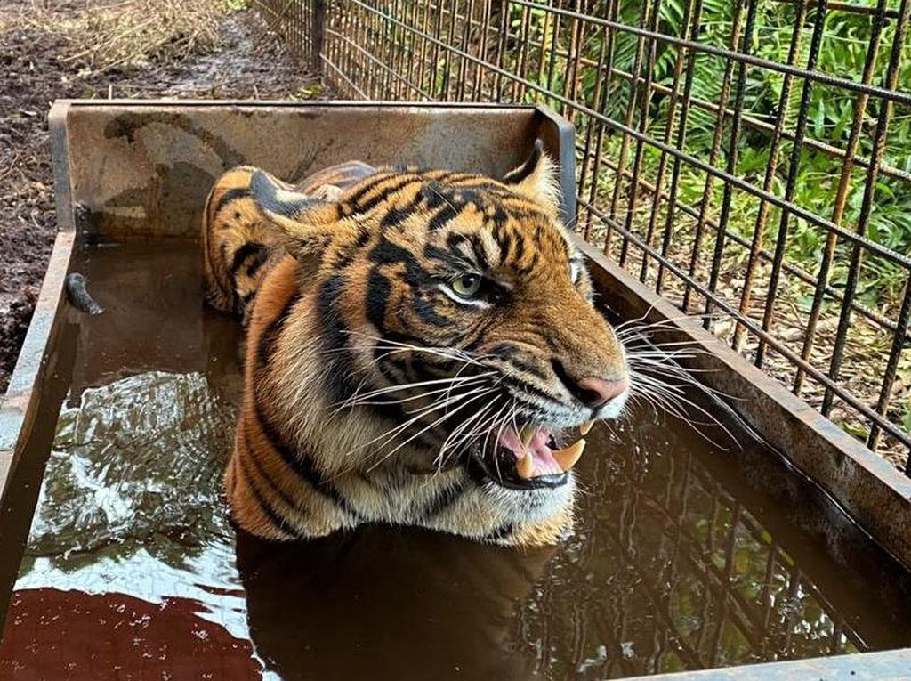 Awas! Harimau di Singkawang Masih Lepas Setelah Tewaskan Pawang Awas! Harimau di Singkawang Masih Lepas Setelah Tewaskan Pawang