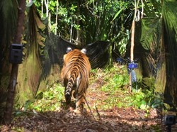 2 Harimau di Sinka Zoo Kabur dari Lubang Besar di Kandang Akibat Longsor