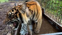 Harimau Corina Akhirnya Dilepasliarkan Usai Jalani Perawatan
