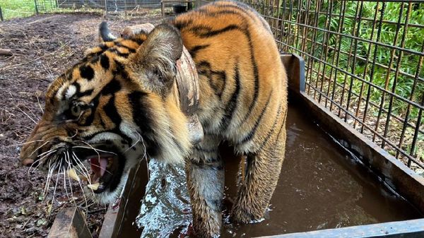 Harimau Corina Akhirnya Dilepasliarkan Usai Jalani Perawatan