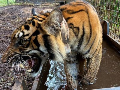 Harimau Corina Akhirnya Dilepasliarkan Usai Jalani Perawatan