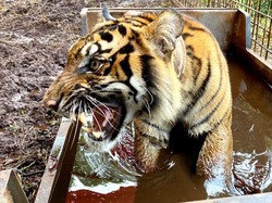 Harimau Corina Dilepas ke Hutan Riau Usai 9 Bulan Dirawat Akibat Terjerat