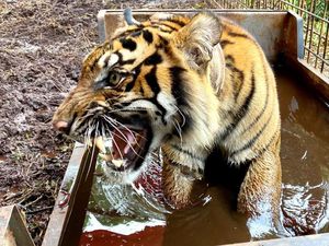Harimau Corina Dilepas ke Hutan Riau Usai 9 Bulan Dirawat Akibat Terjerat Harimau Corina Dilepas ke Hutan Riau Usai 9 Bulan Dirawat Akibat Terjerat