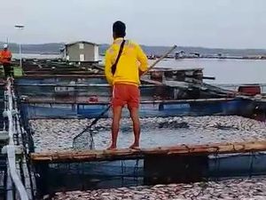 Ikan Budidaya di Waduk Kedung Ombo Sragen Mati Mendadak