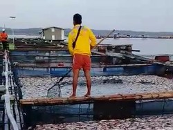 Ikan Budidaya di Waduk Kedung Ombo Sragen Mati Mendadak