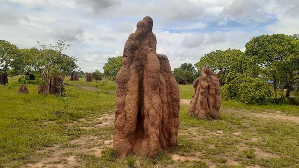 Foto Keajaiban Alam dari Merauke: Rumah Rayap Berukuran Raksasa