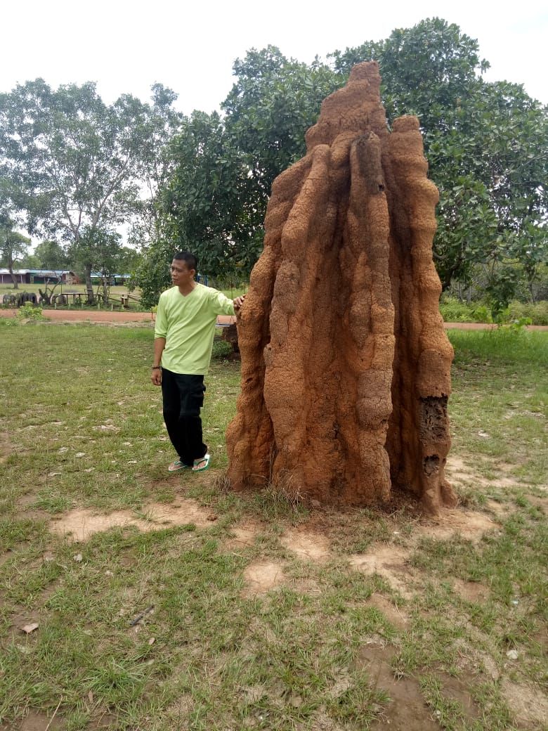 Rumah rayap khas Merauke alias musamus