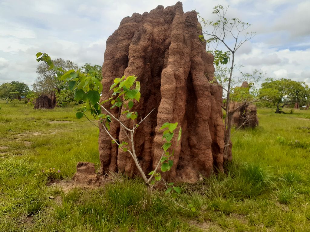 Rumah rayap alias musamus khas Merauke